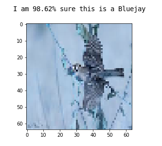 Bluejay Detection